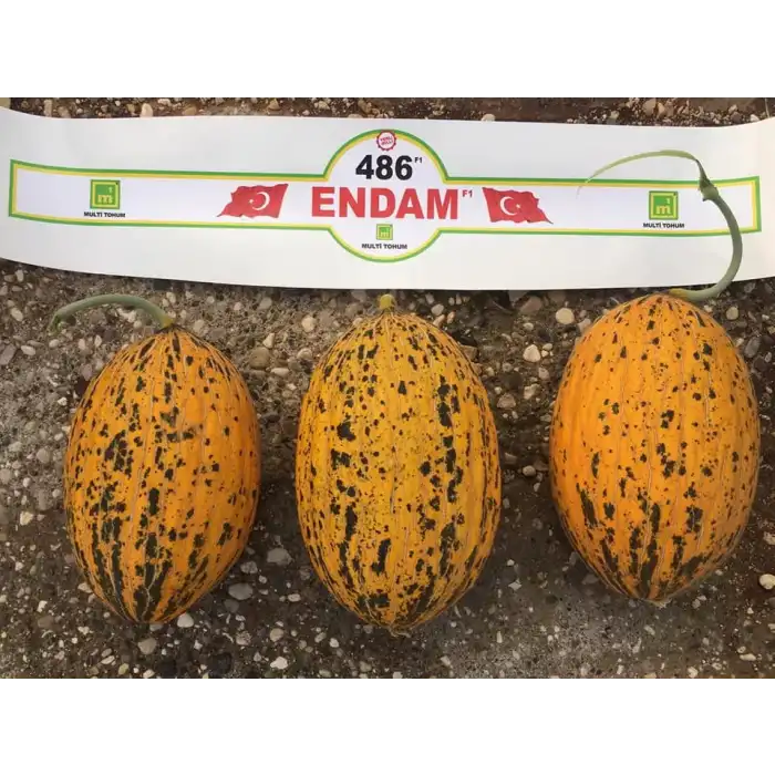 Endam F1 Kırkağaç Kavun Fidesi