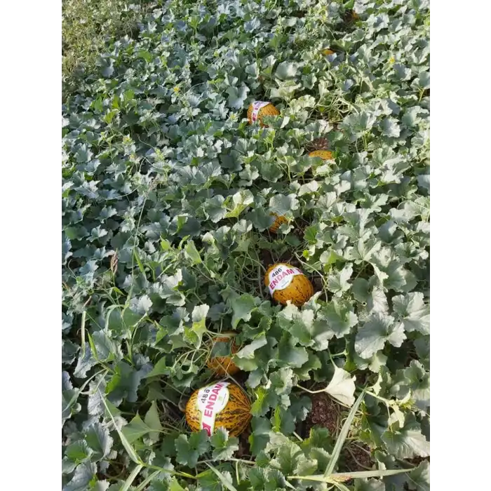 Endam F1 Kırkağaç Kavun Fidesi