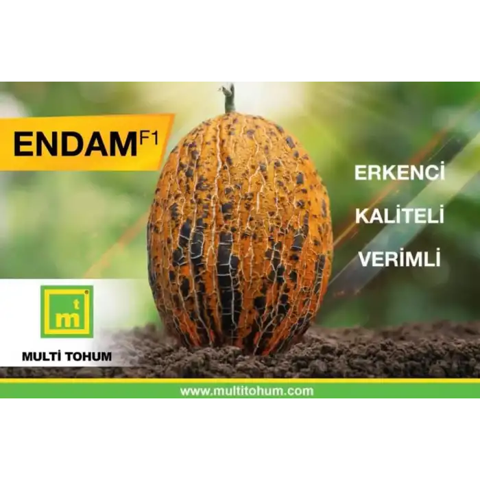 Endam F1 Kırkağaç Kavun Fidesi