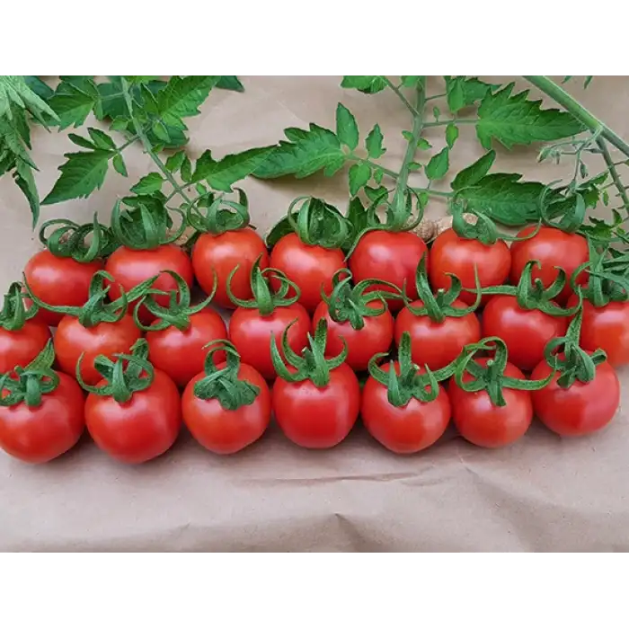 Enjoy F1 Kokteyl Domates Fidesi