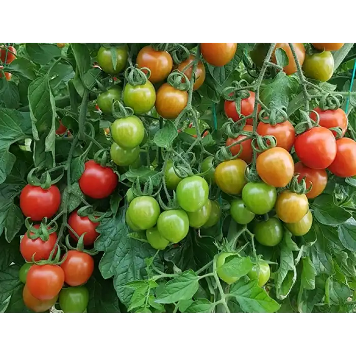 Enjoy F1 Kokteyl Domates Fidesi