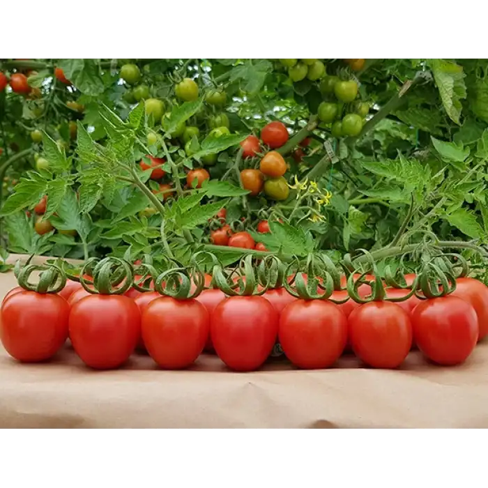 Enjoy F1 Kokteyl Domates Fidesi