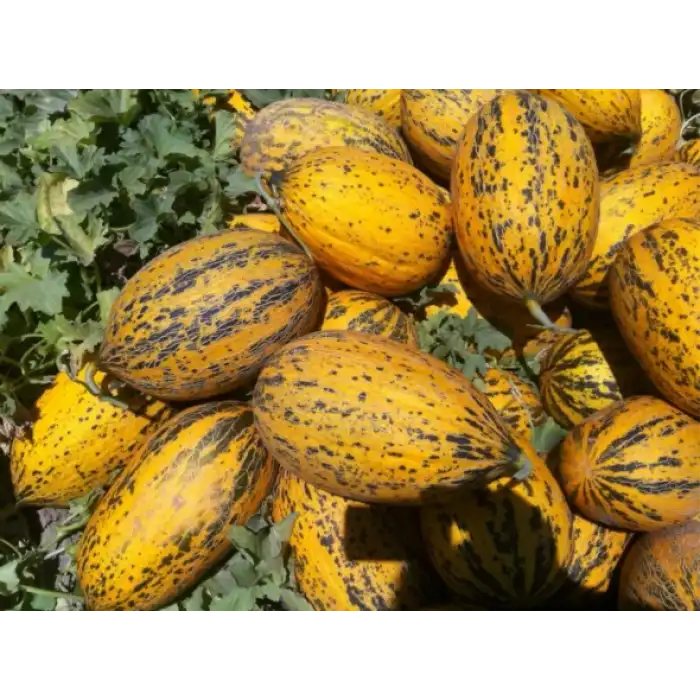 Erbey F1 Kırkağaç Kavun Fidesi