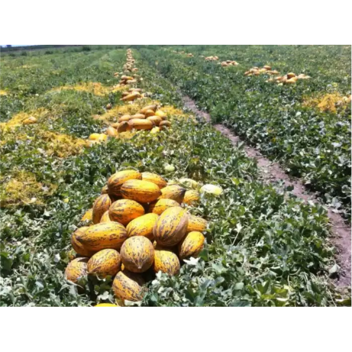 Erbey F1 Kırkağaç Kavun Fidesi