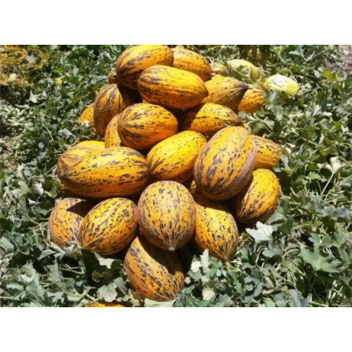 Erbey F1 Kırkağaç Kavun Fidesi