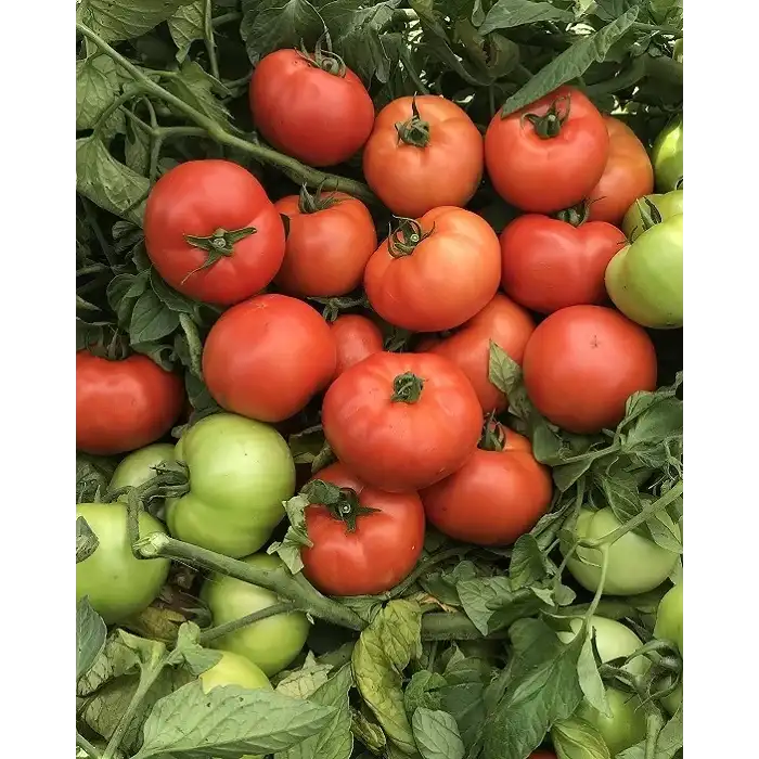 Farba F1 Oturak Domates Fidesi