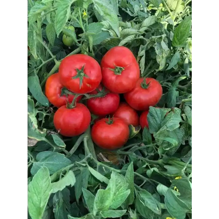 Farba F1 Oturak Domates Fidesi