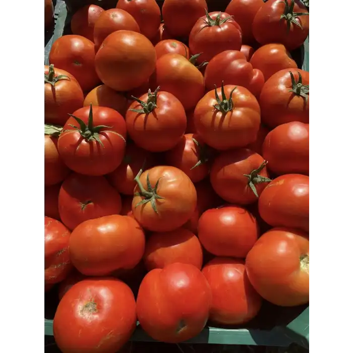 FDR 8565 F1 Oturak Domates Fidesi