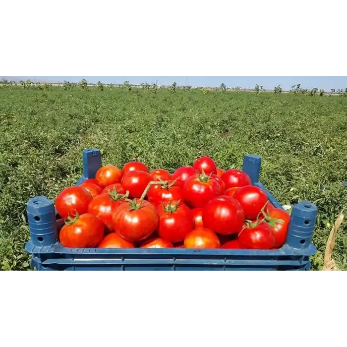 FDR 8565 F1 Oturak Domates Fidesi