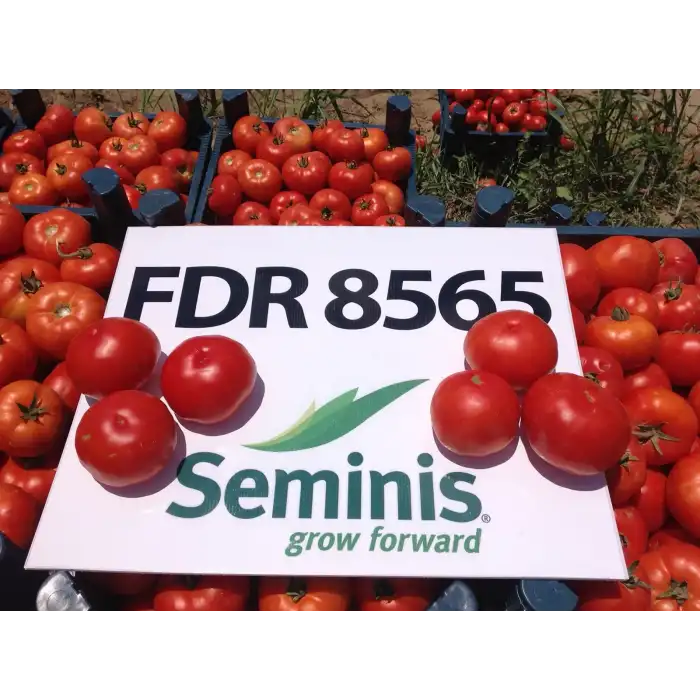 FDR 8565 F1 Oturak Domates Fidesi
