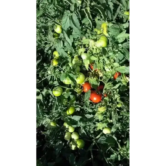 FDR 8565 F1 Oturak Domates Fidesi