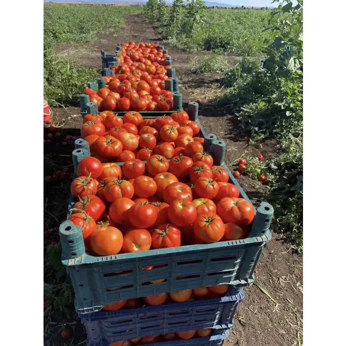 FDR 8565 F1 Oturak Domates Fidesi