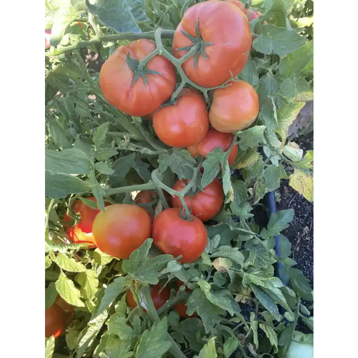 FDR 8565 F1 Oturak Domates Fidesi