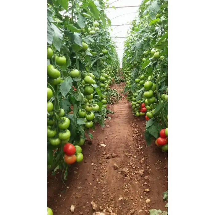 Forester F1 Sırık Domates Fidesi