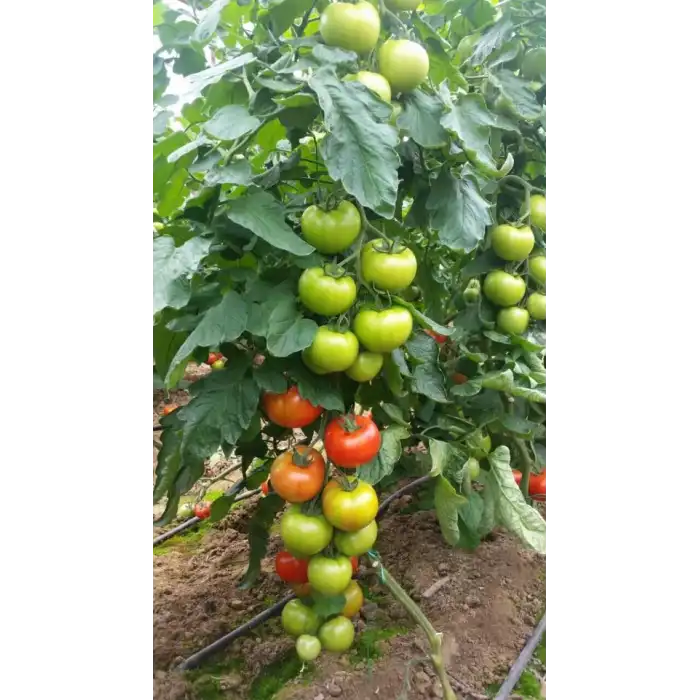 Forester F1 Sırık Domates Fidesi