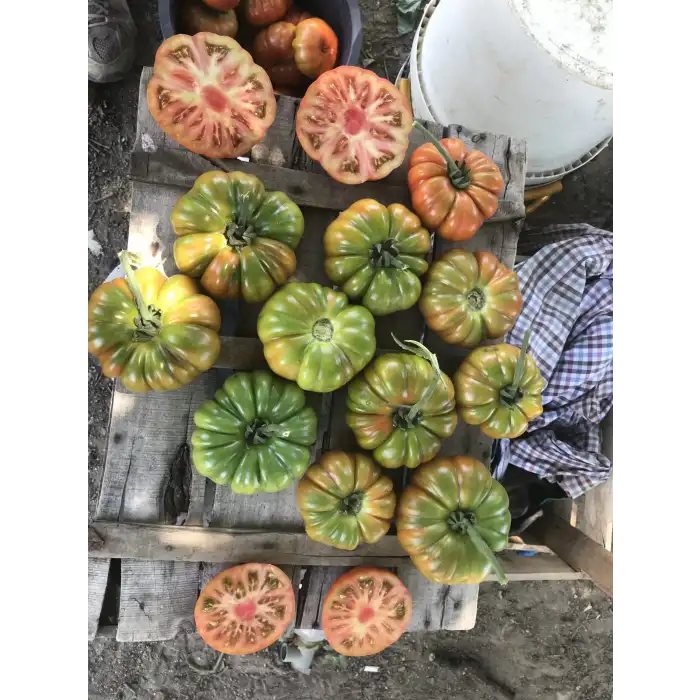 Güneyköy F1 Köy Tipi Domates Fidesi