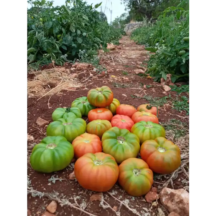 Güneyköy F1 Köy Tipi Domates Fidesi