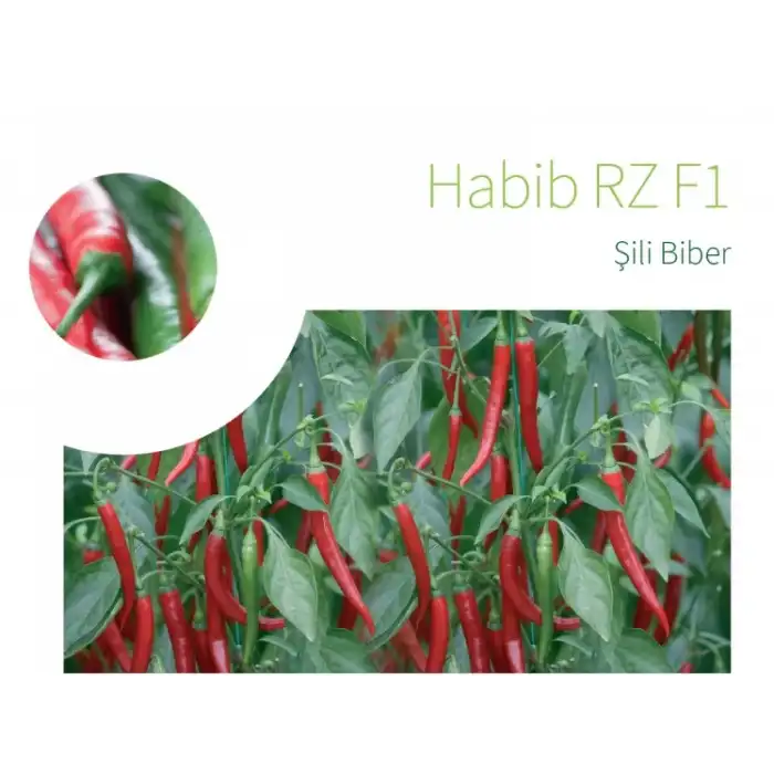 Habib F1 Şili Biber Fidesi