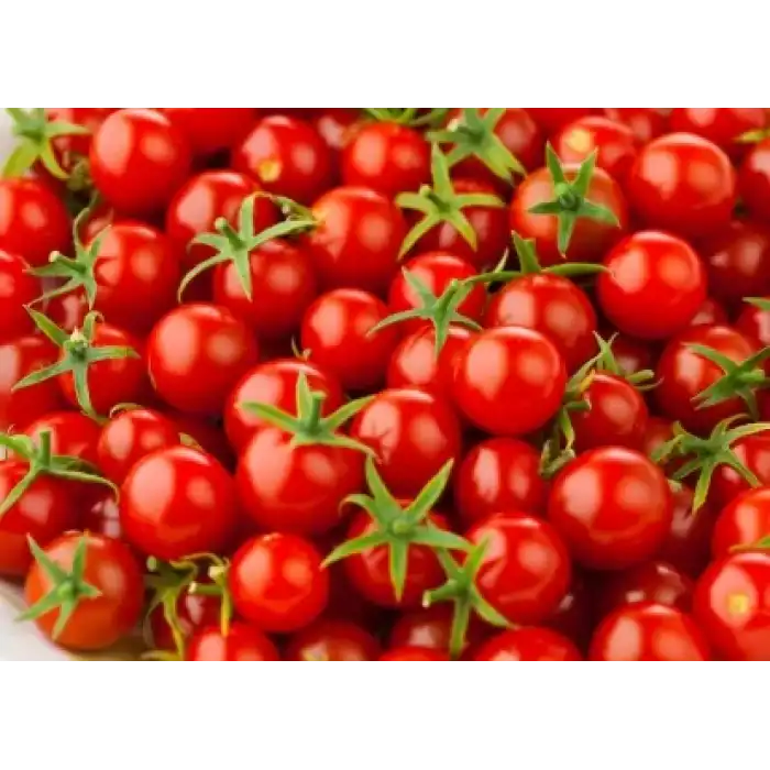 İnci F1 Çeri Domates Fidesi