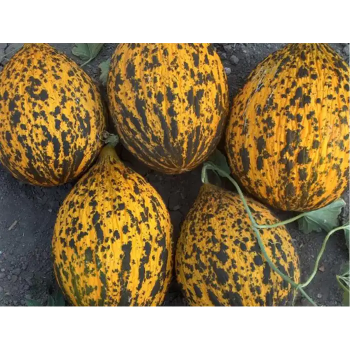 İshakbey F1 Kırkağaç Kavun Fidesi