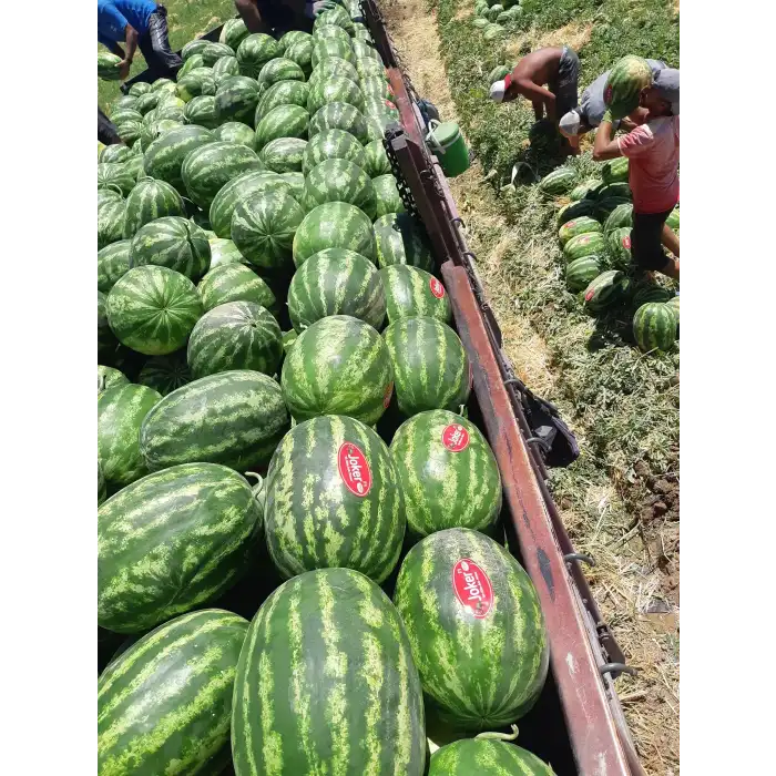 Joker F1 Karpuz Fidesi