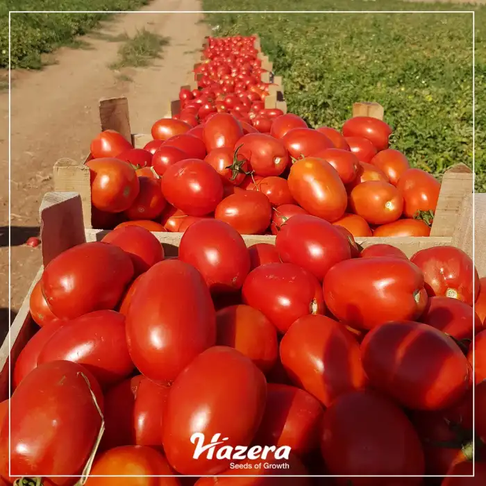 Kamenta F1 Salçalık Domates Fidesi