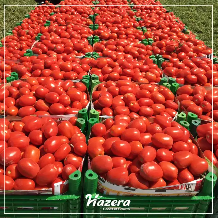 Kamenta F1 Salçalık Domates Fidesi