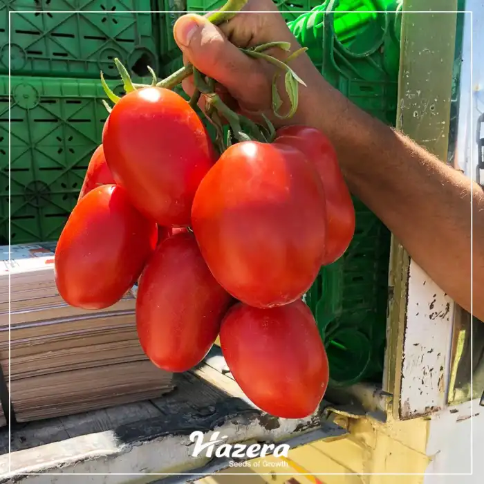 Kamenta F1 Salçalık Domates Fidesi