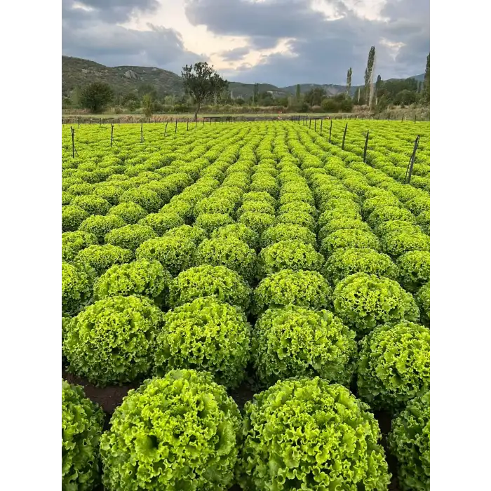 Kanaryole Kıvırcık Marul Fidesi