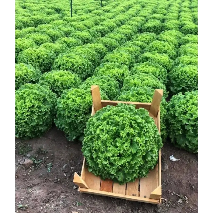 Kanaryole Kıvırcık Marul Fidesi