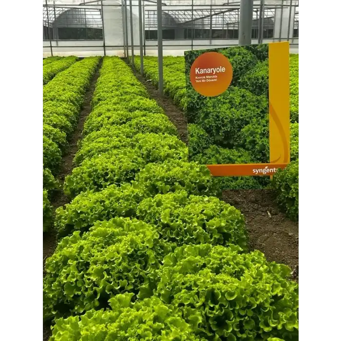 Kanaryole Kıvırcık Marul Fidesi