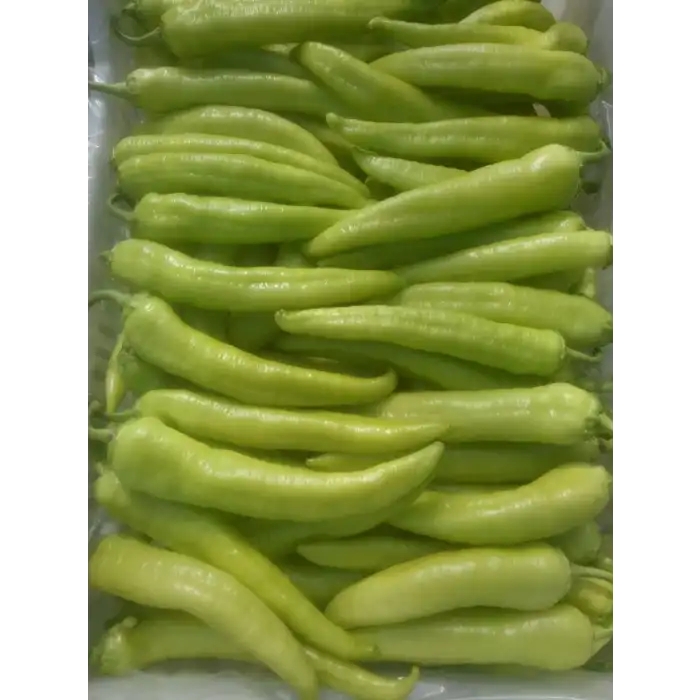 Kanyon F1 Çarli Biber Fidesi