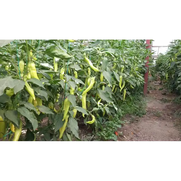 Kanyon F1 Çarli Biber Fidesi