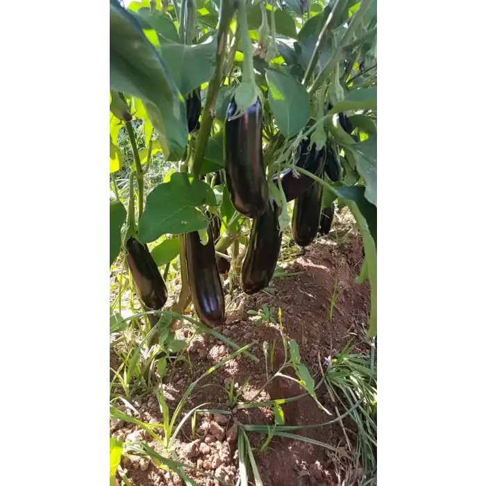 Karabey F1 Patlıcan Fidesi