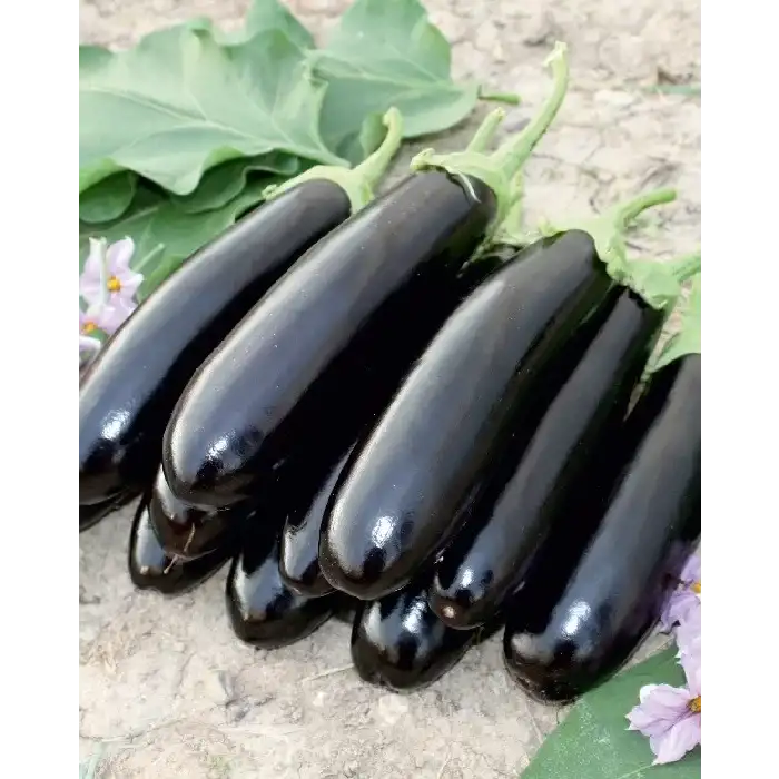 Karabey F1 Patlıcan Fidesi