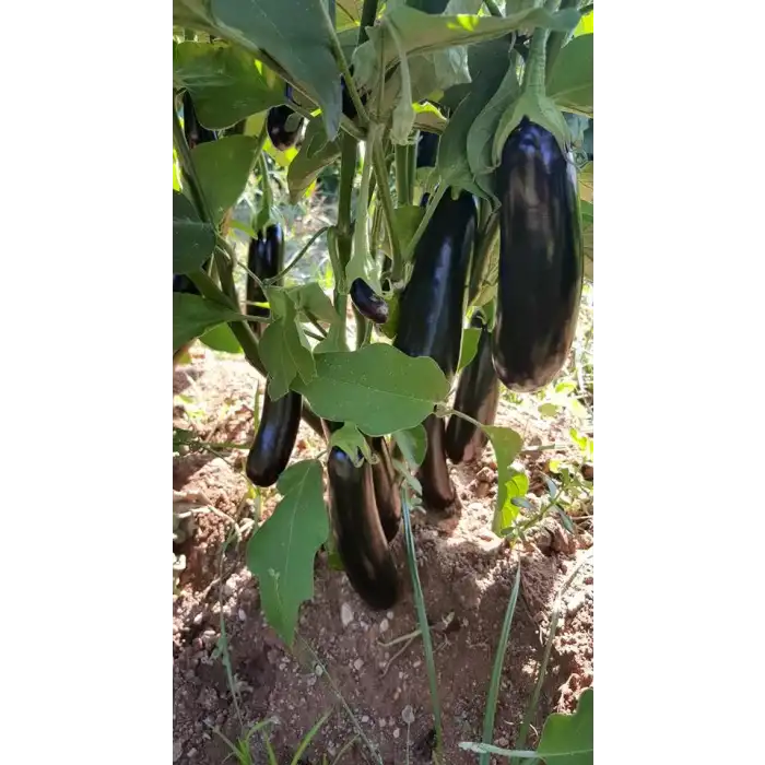 Karabey F1 Patlıcan Fidesi