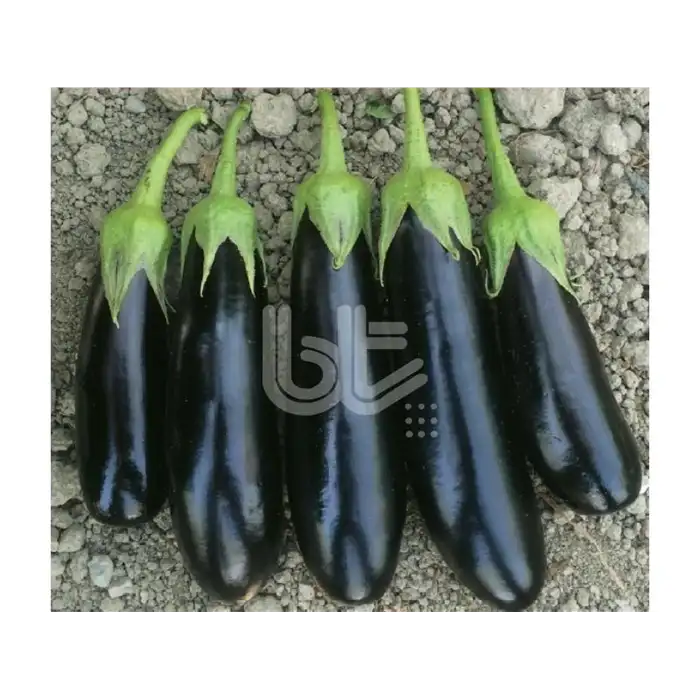 Karnaz F1 Patlıcan Fidesi