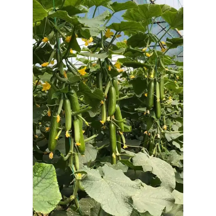 Kırlangıç F1 Silor Hıyar Fidesi