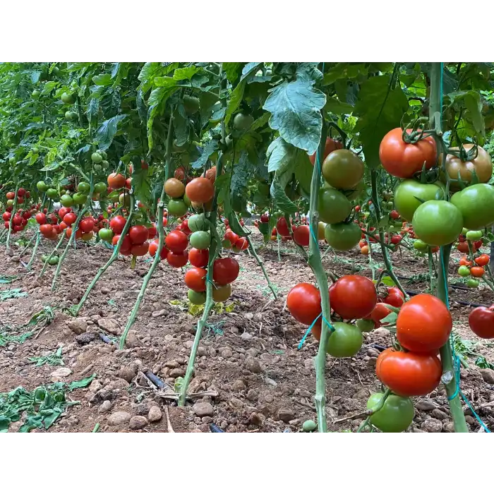 Kızılkaya F1 Güzlük Sırık Domates Fidesi