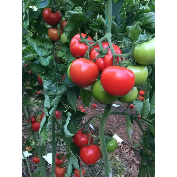 Kızılkaya F1 Güzlük Sırık Domates Fidesi