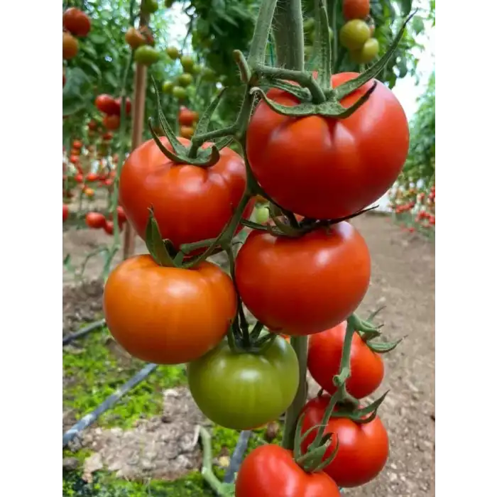 Kızılkaya F1 Güzlük Sırık Domates Fidesi