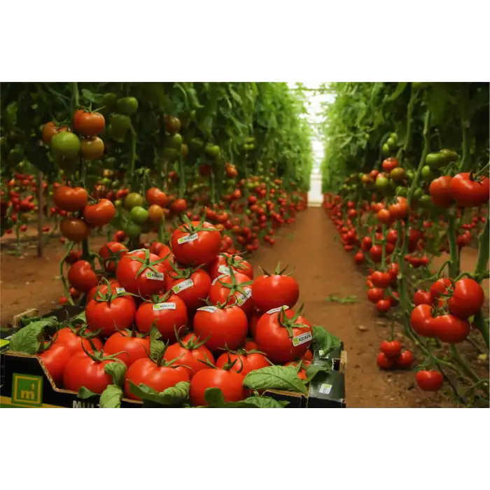 Kızılkaya F1 Güzlük Sırık Domates Fidesi