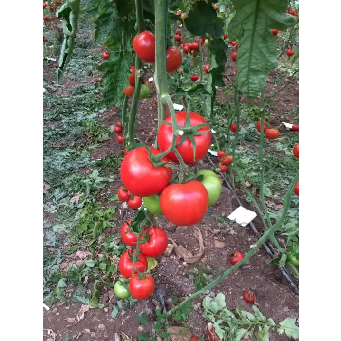 Kızılkaya F1 Güzlük Sırık Domates Fidesi