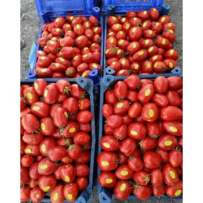 Kross F1 Salçalık Domates Fidesi