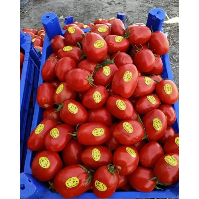 Kross F1 Salçalık Domates Fidesi