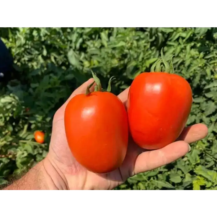 Kross F1 Salçalık Domates Fidesi