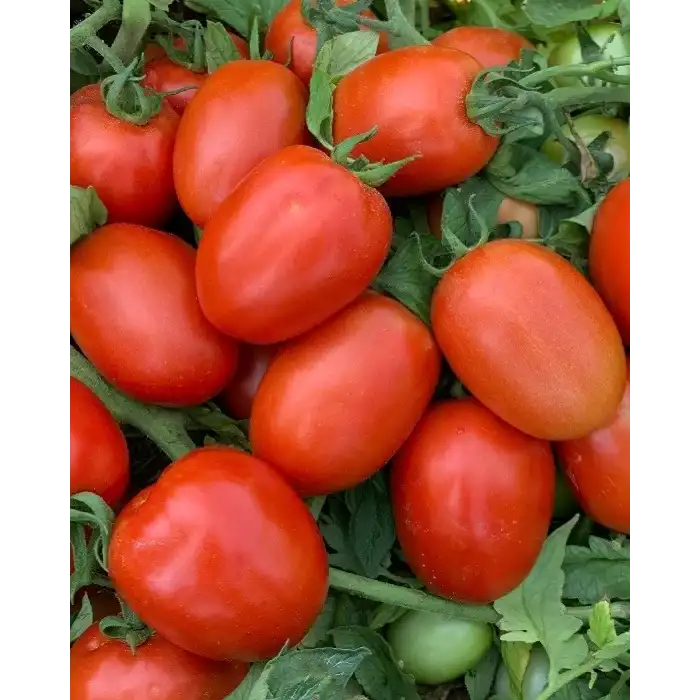 Kross F1 Salçalık Domates Fidesi