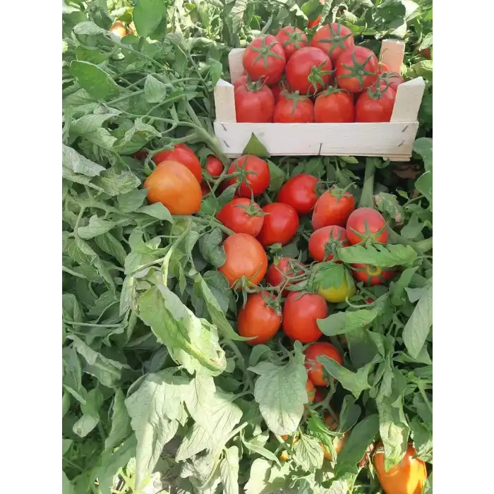 Kross F1 Salçalık Domates Fidesi