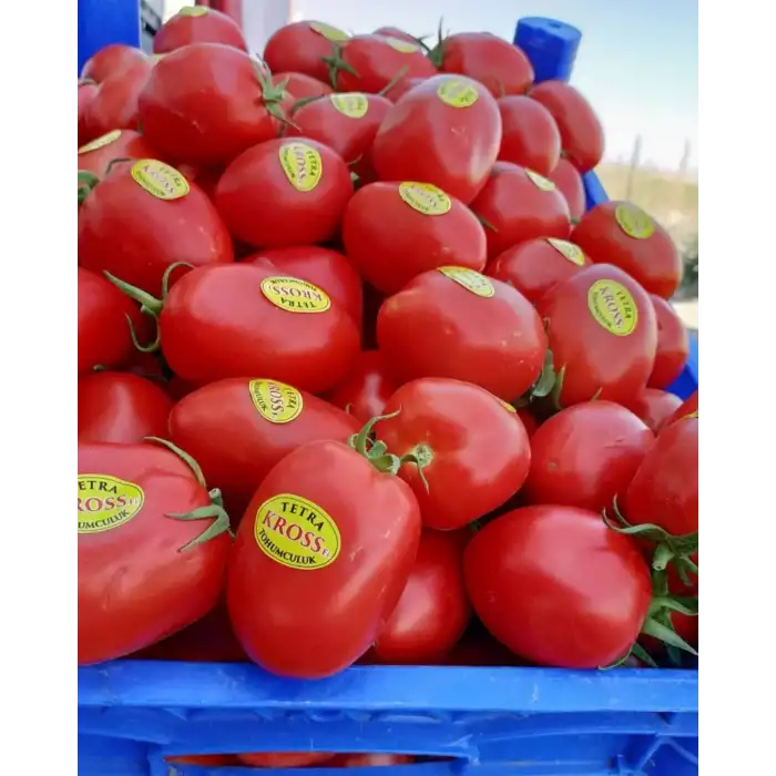Kross F1 Salçalık Domates Fidesi