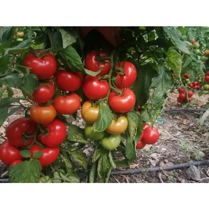 Kuantum F1 Sırık Domates Fidesi